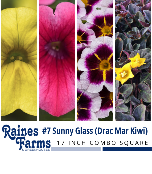#7: Sunny Glass (Drac Mar Kiwi) 17 Inch Combo Square 